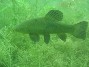 2007-Fisch im Kuhsee unterwasser