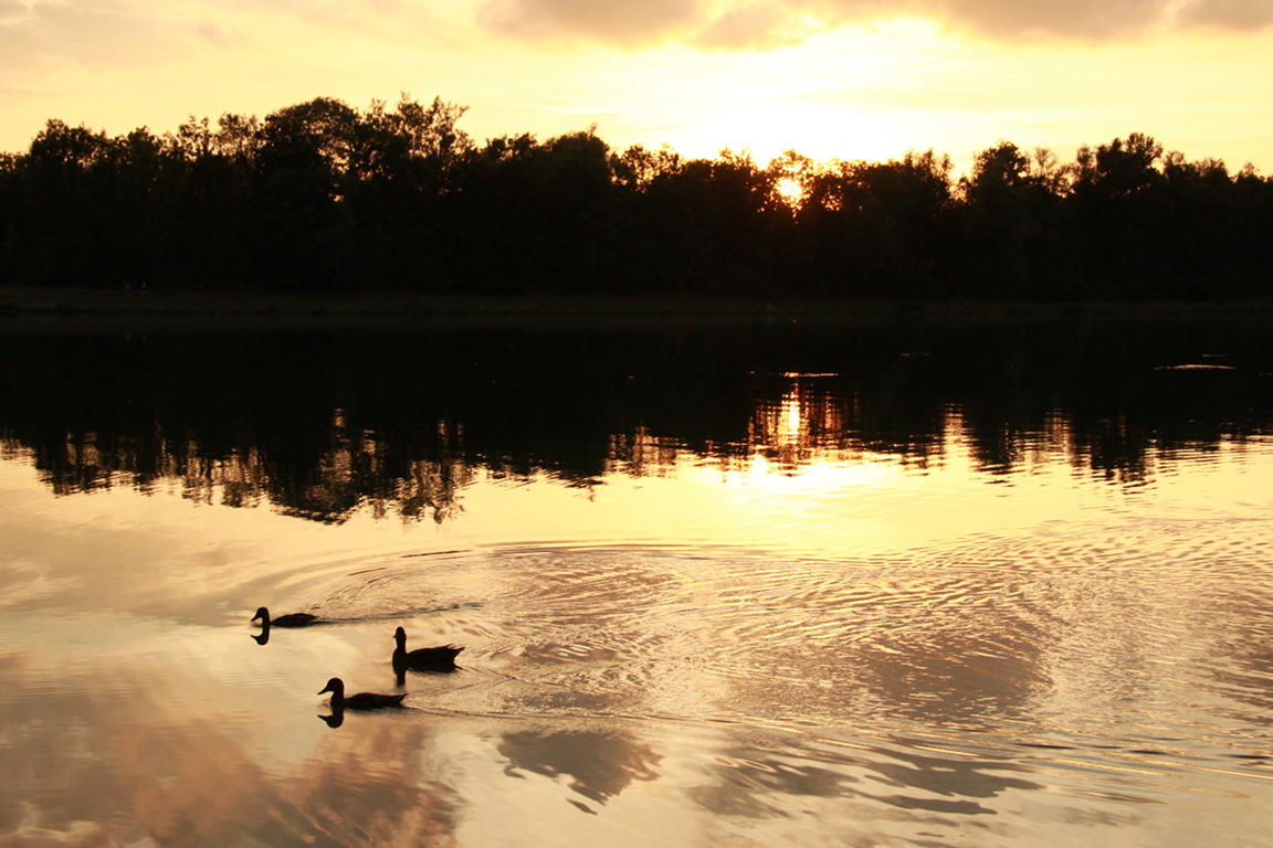 Bilder vom Kuhsee Kuhsee Enten Im Sonnenuntergang 1